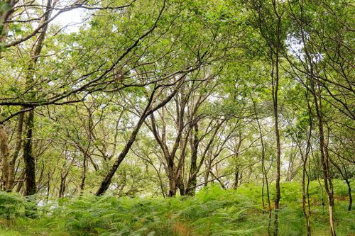 Free Serene view of a lush green forest in Lochailort, Scotland. Ideal for nature lovers. Stock Photo
