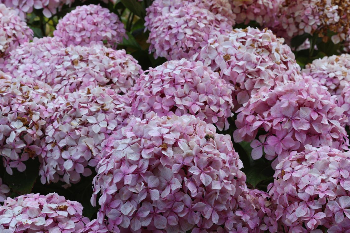 Pink Hydrangea Flowers in Full Bloom · Free Stock Photo