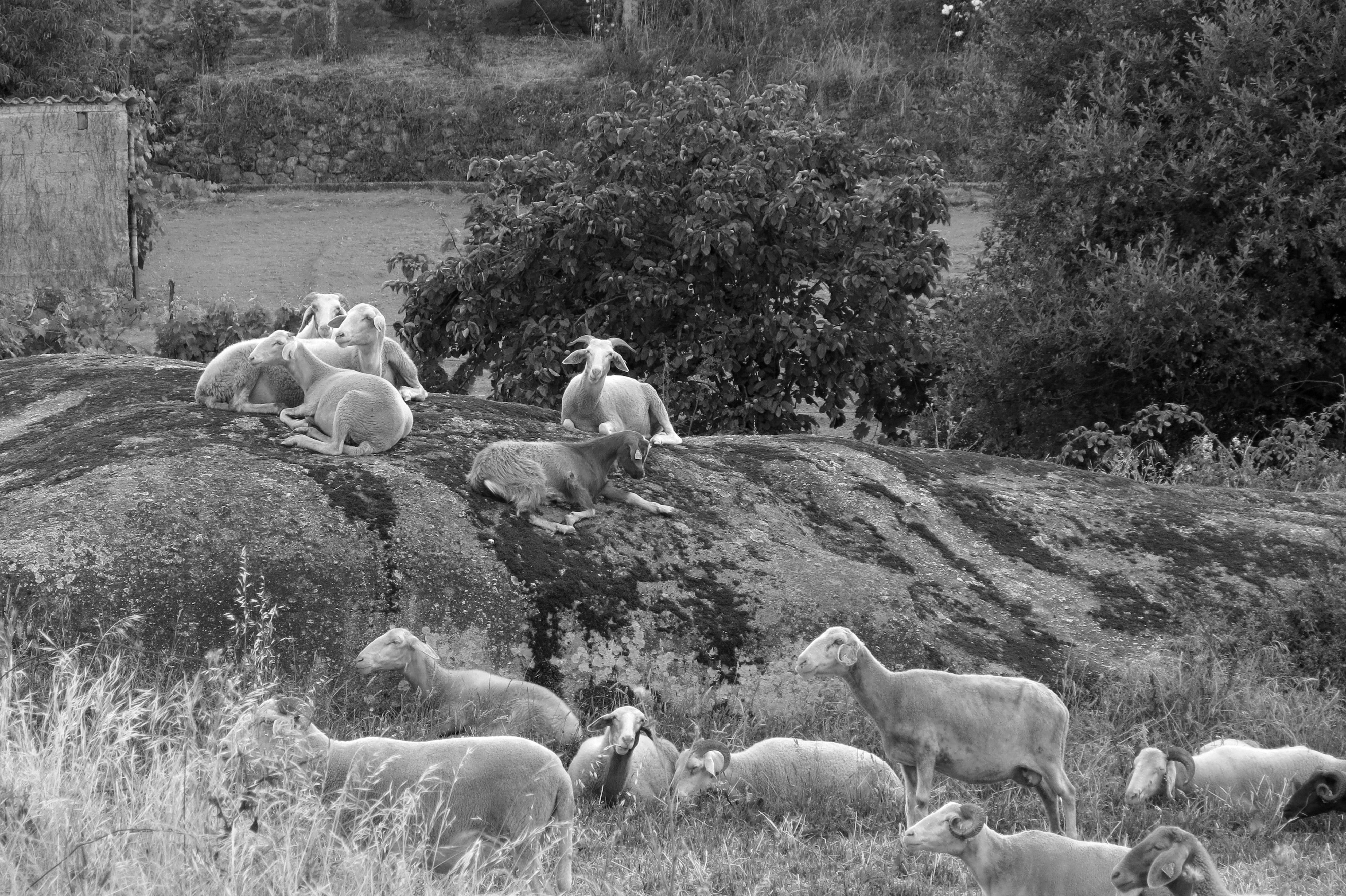 Sheep resting on a large rock in a serene rural landscape of Nespereira, Portugal.
