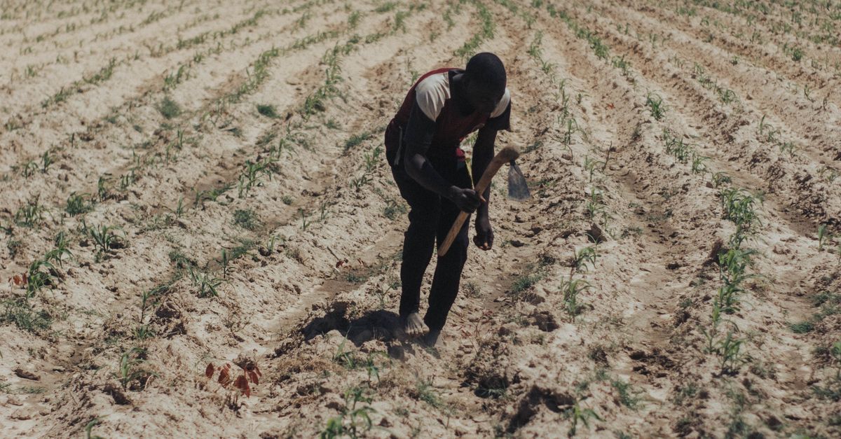 La importancia de la infraestructura agrícola para el crecimiento de la agroindustria en Zambia La importancia de la infraestructura agrícola para el crecimiento de la agroindustria en Zambia