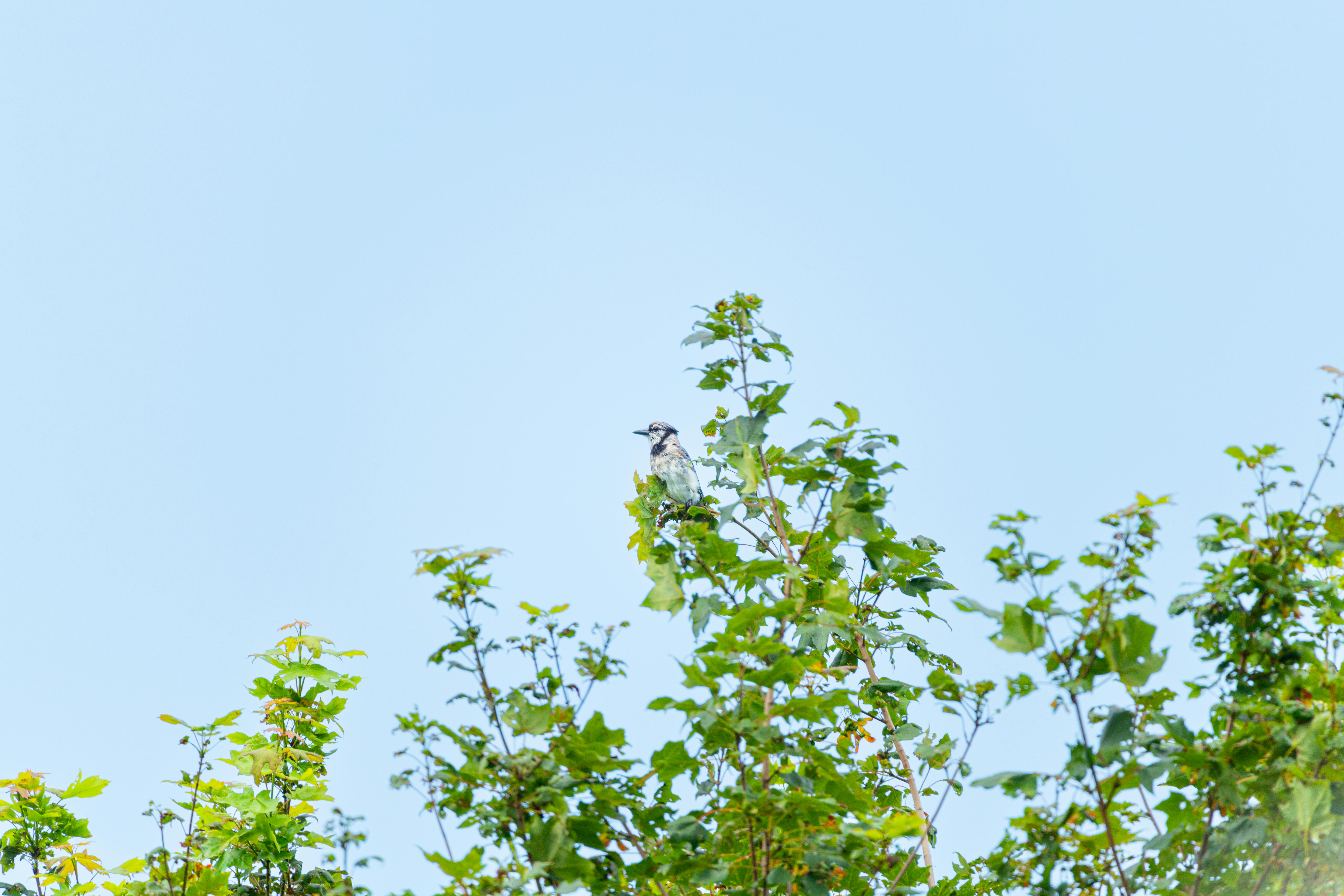 Δωρεάν Μια μπλε κίσσα σκαρφαλωμένη πάνω σε έντονα πράσινα φύλλα κάτω από έναν φωτεινό γαλάζιο ουρανό στο Κάνονσμπουργκ της Πενσυλβάνια. Φωτογραφία από στοκ φωτογραφιών