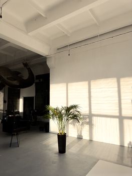 Sunlit industrial loft interior with a potted plant casting shadows.. sunlit, industrial, loft