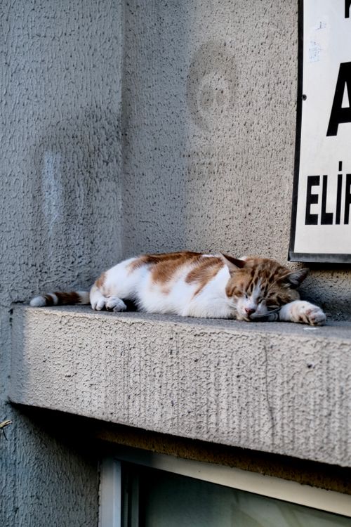 Free Calico cat comfortably napping on building ledge beside a wall sign. Stock Photo
