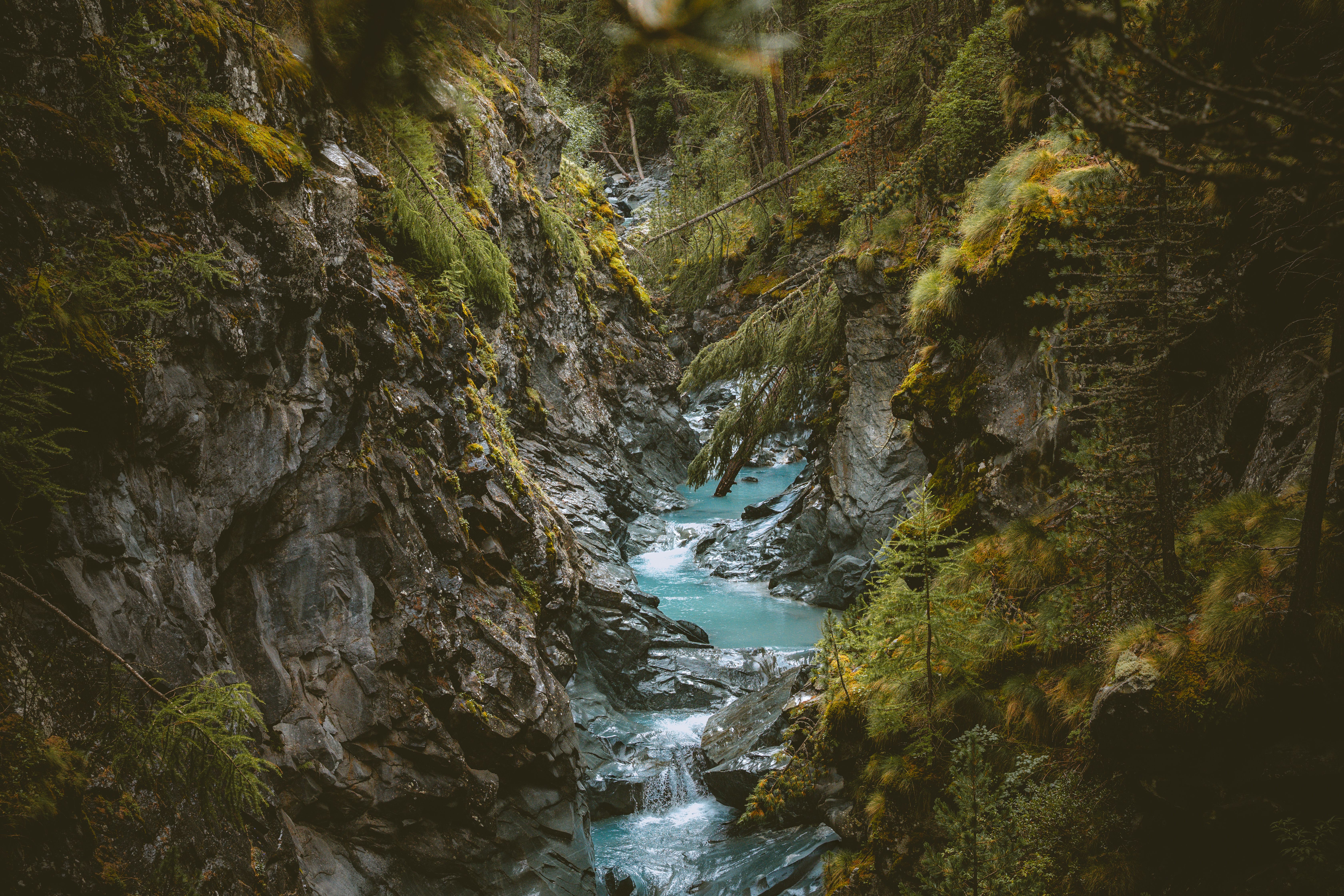 Serene Alpine Stream in Zermatt's Forest · Free Stock Photo