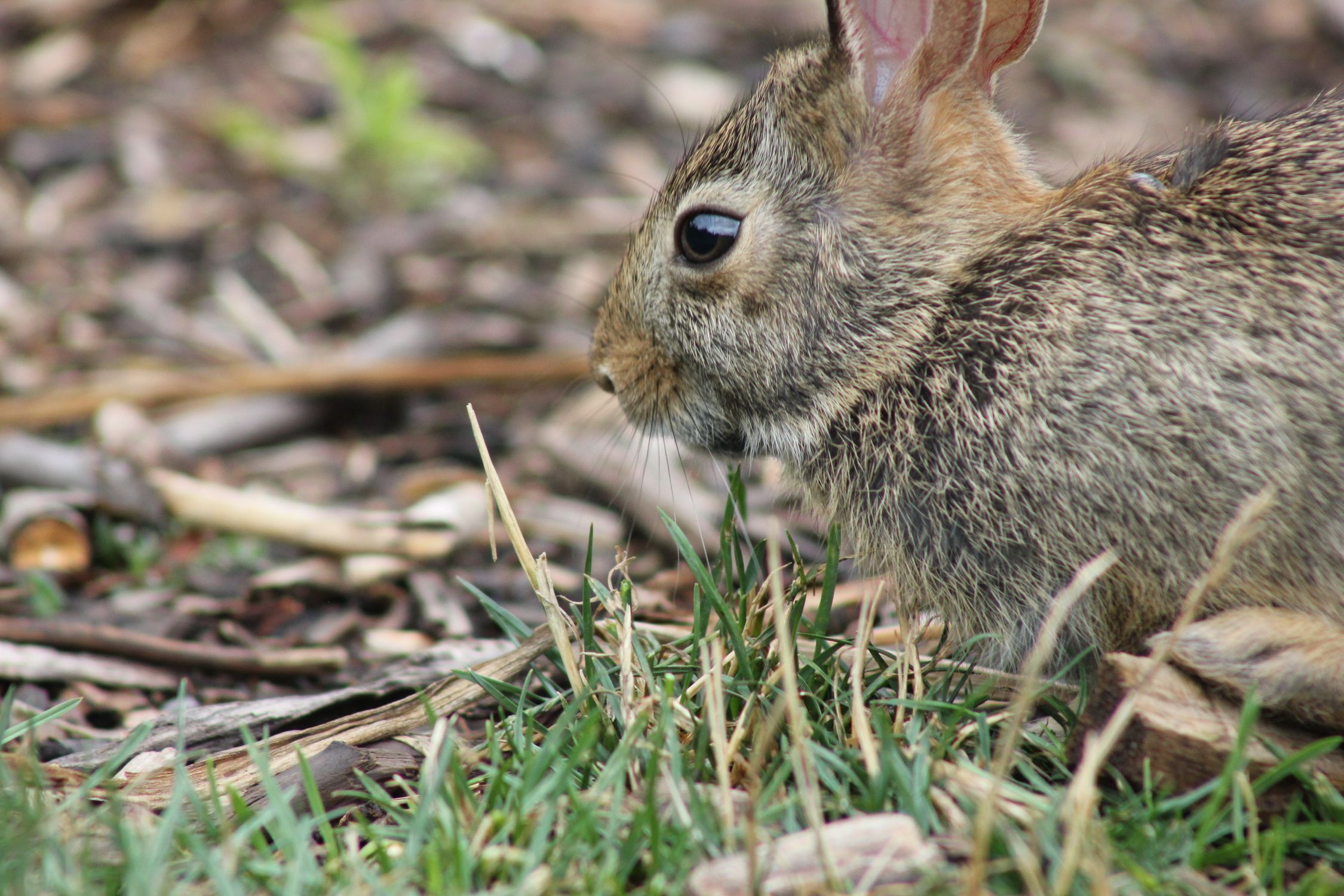 Wild Eyed Rabbit Close-up of a Wild Rabbit in Toronto Park · Free Stock Photo