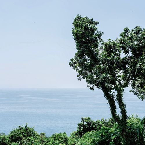 Free A serene view of the sea framed by lush green trees and foliage, perfect for nature themes. Stock Photo