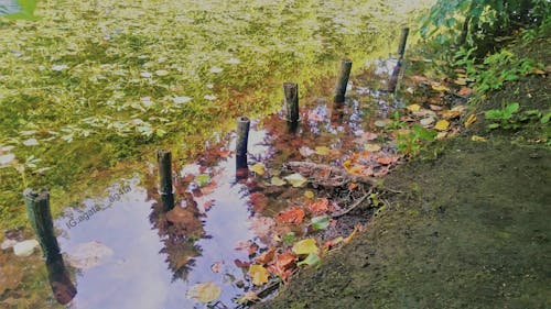 Immagine gratuita di alberi, albero, autunno