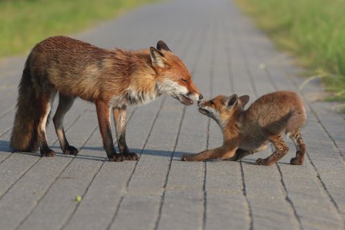 Free A mother and baby red fox playfully interacting on a paved pathway in an outdoor setting. Stock Photo