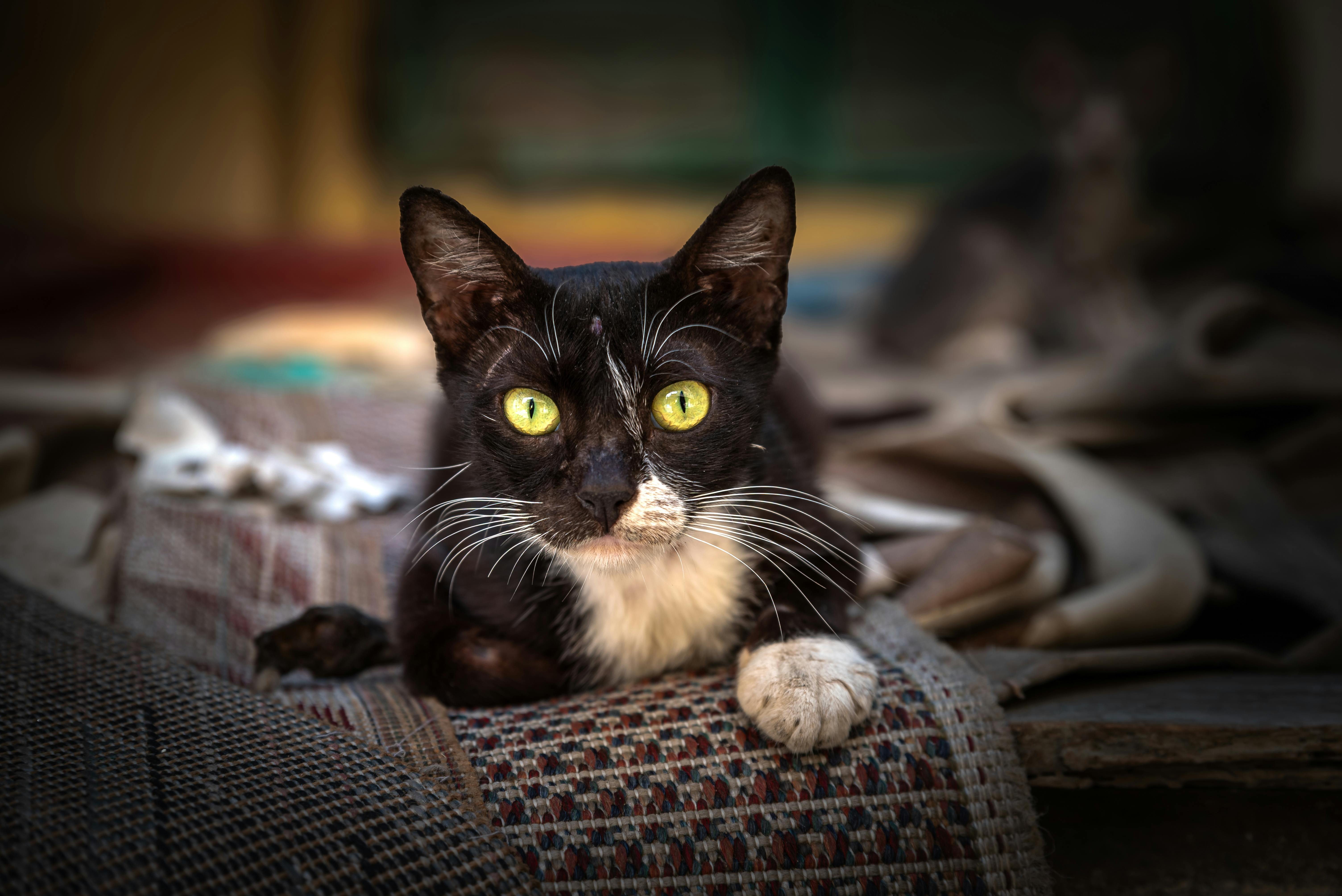 Egyptian Mau: Γάτα με Στίγματα & Πράσινα Μάτια
