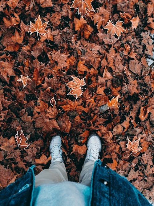Person Standing on Dried Leaves