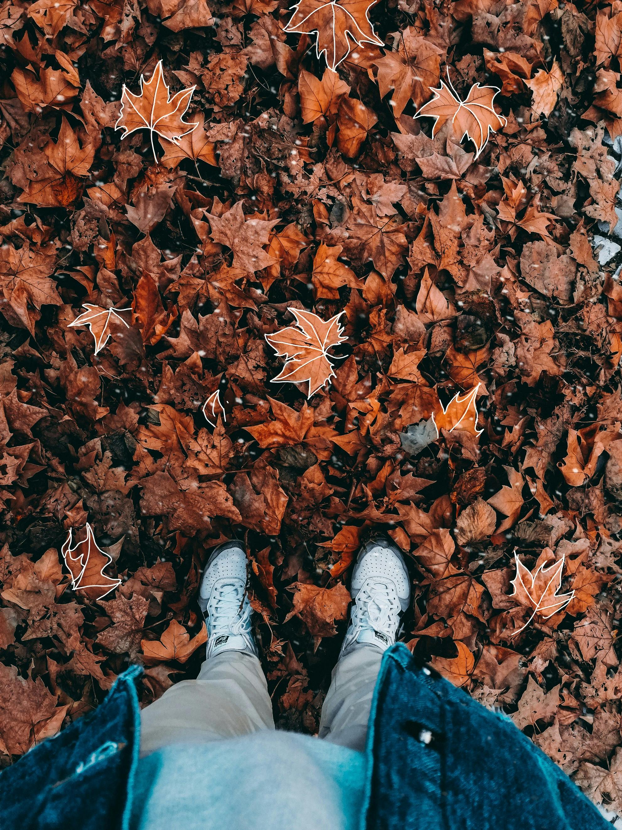 Dry Leaves Photos, Download The BEST Free Dry Leaves Stock Photos & HD  Images