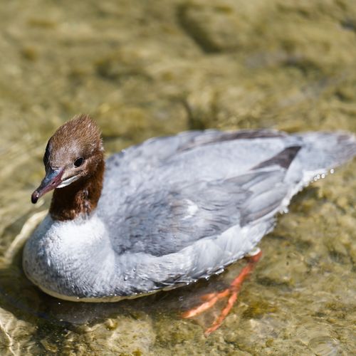 Free A close-up of a Common Merganser duck swimming in clear Swiss waters. Stock Photo