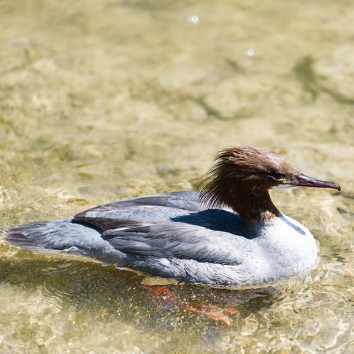 Free A common merganser duck swims gracefully in clear water, showcasing its distinct plumage. Stock Photo