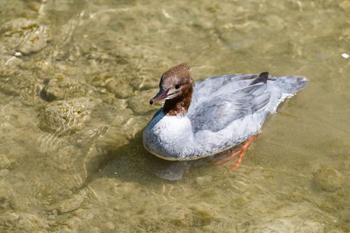 Free A close-up of a common merganser duck swimming in clear water on a sunny day. Stock Photo