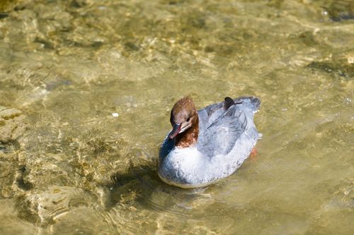 Free A beautiful merganser duck gliding through a clear, tranquil pond. Stock Photo