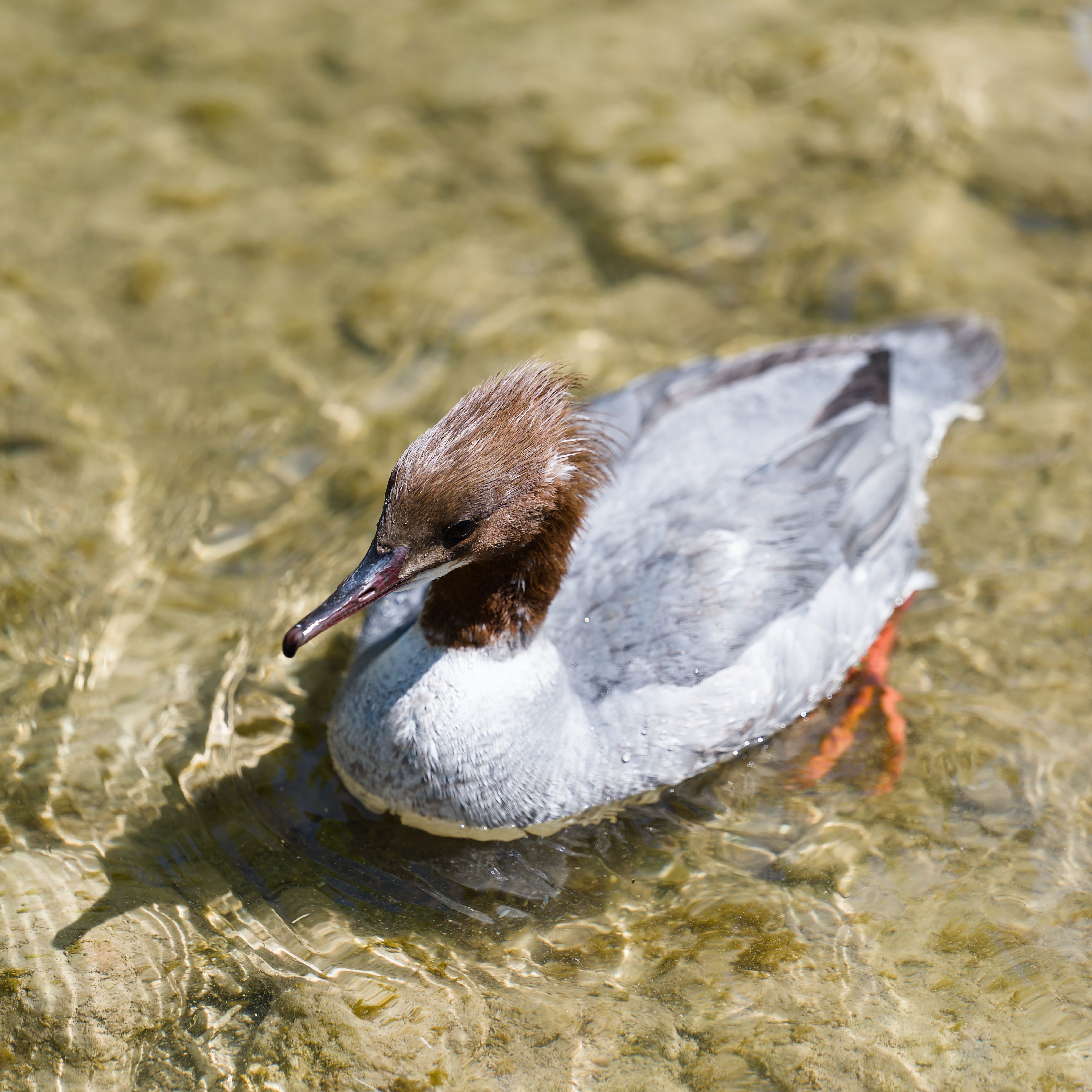 Female Goosander Bathing in Clear Water · Free Stock Photo