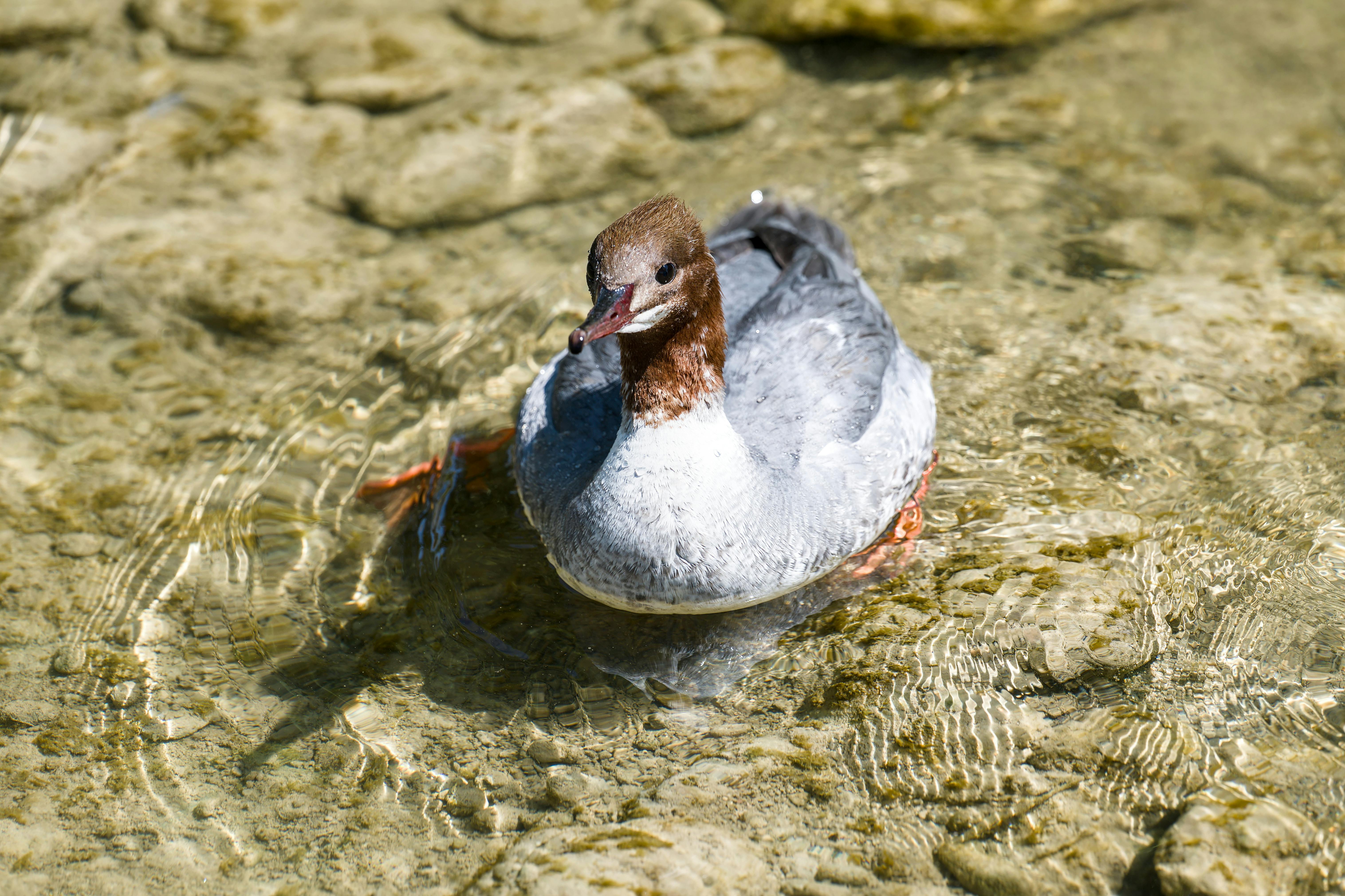 A Common Merganser swimming gracefully in clear water, highlighting its distinct plumage and natural habitat.