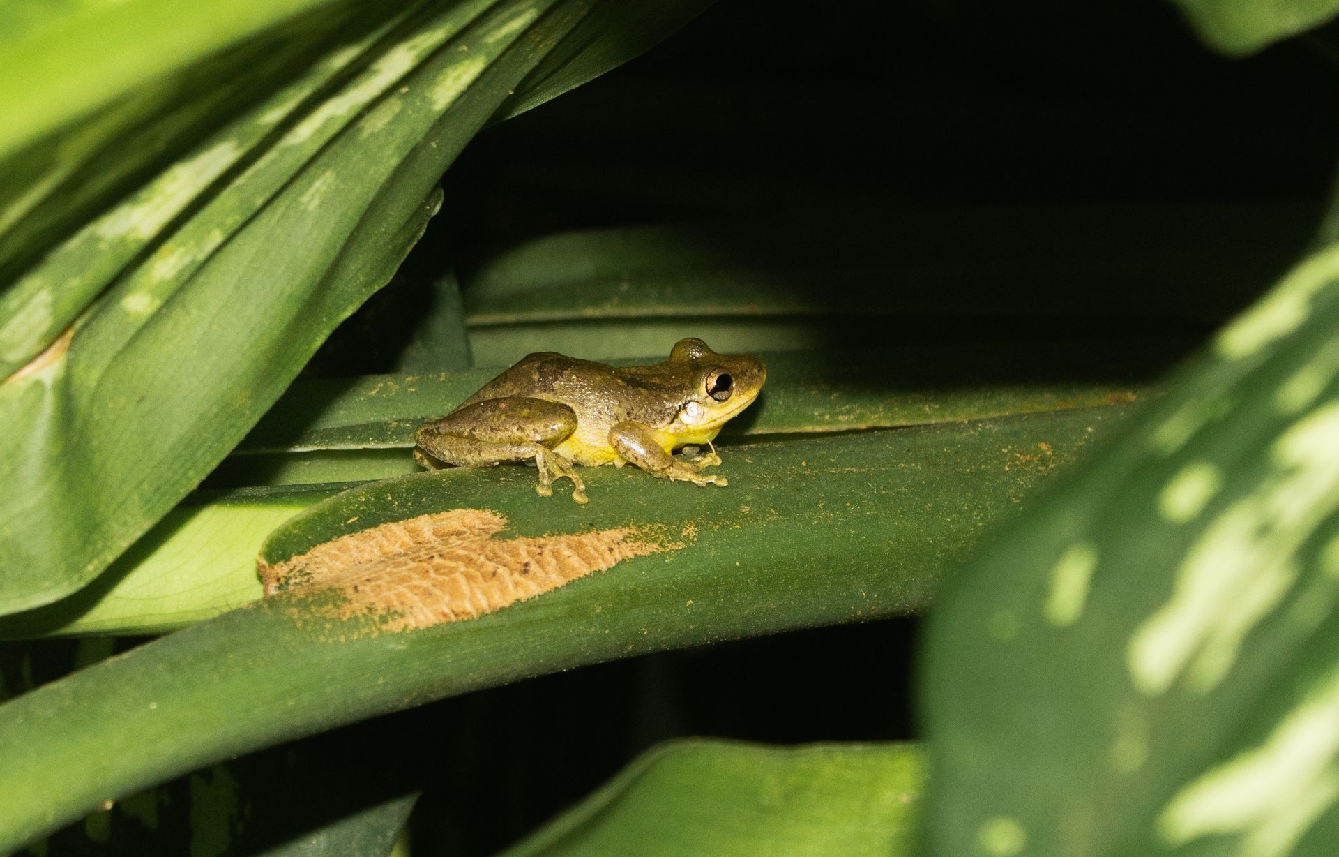 A tiny frog perched on a leaf in a lush tropical forest at night in Paraíba, Brazil.
