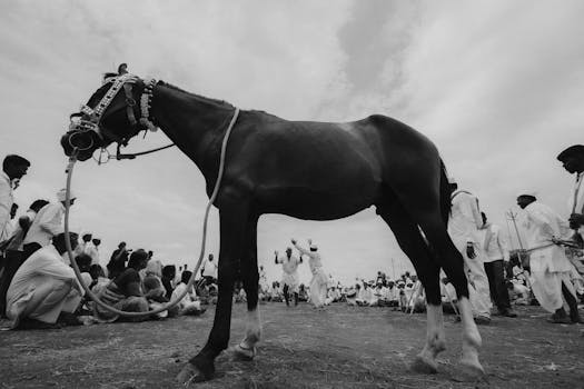 Black and white scene of a cultural event in Pandharpur featuring a decorated horse and a crowd.