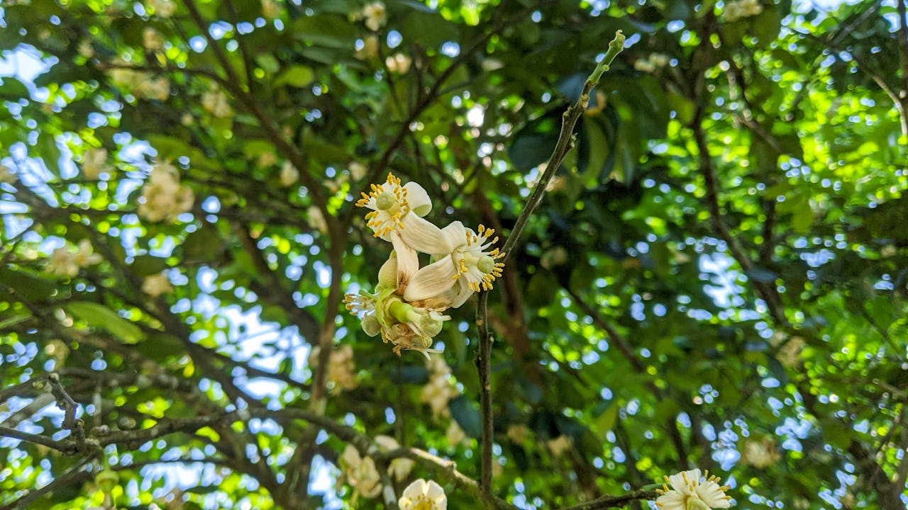 Văn tế nghĩa sĩ Cần Giuộc