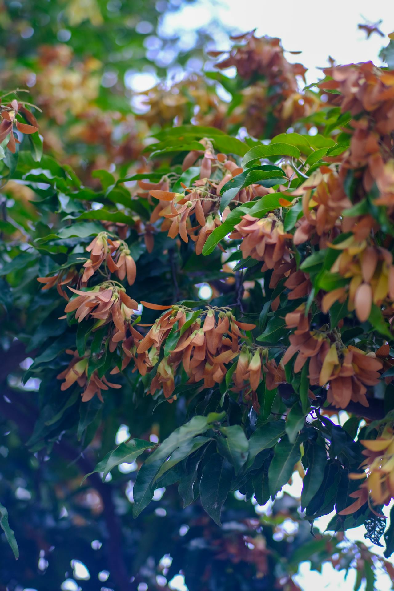 Thám tử lừng danh Conan | Chương 0542