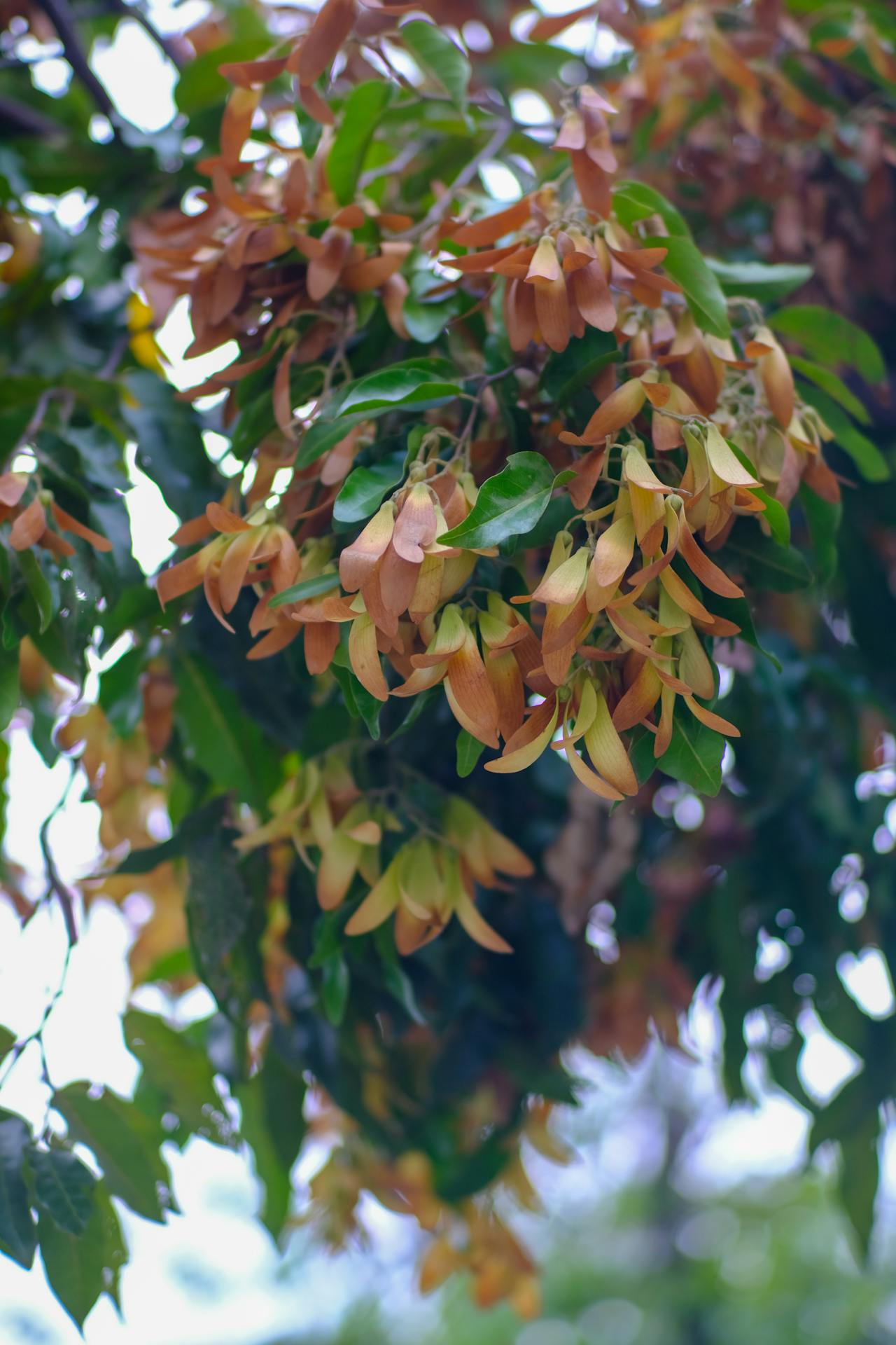 Thám tử lừng danh Conan | Chương 1126