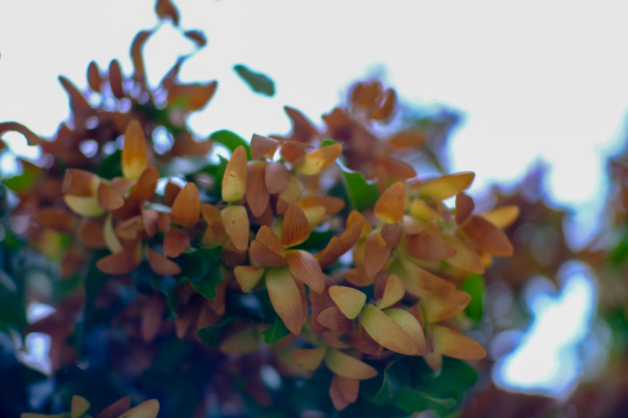 Cẩm nang du lịch Tà Xùa