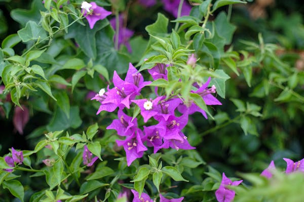 Trung tâm nghiên cứu văn học, phát triển nhà văn Việt Nam