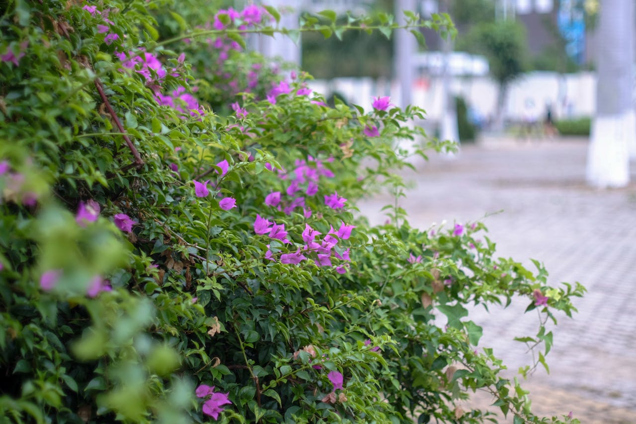 Thức ăn lành mạnh đắt hơn đồ ăn vặt