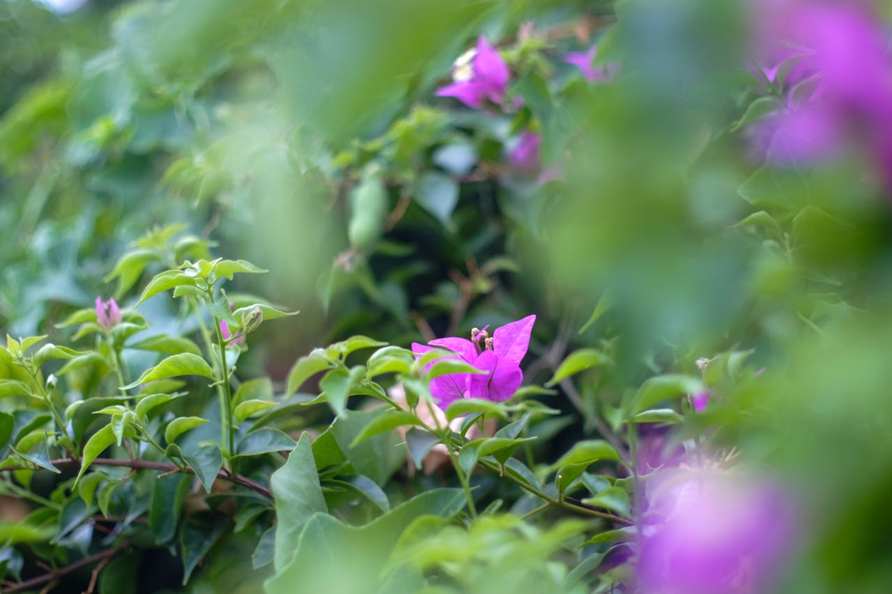 Biên niên ký chim vặn dây cót | Chương 06