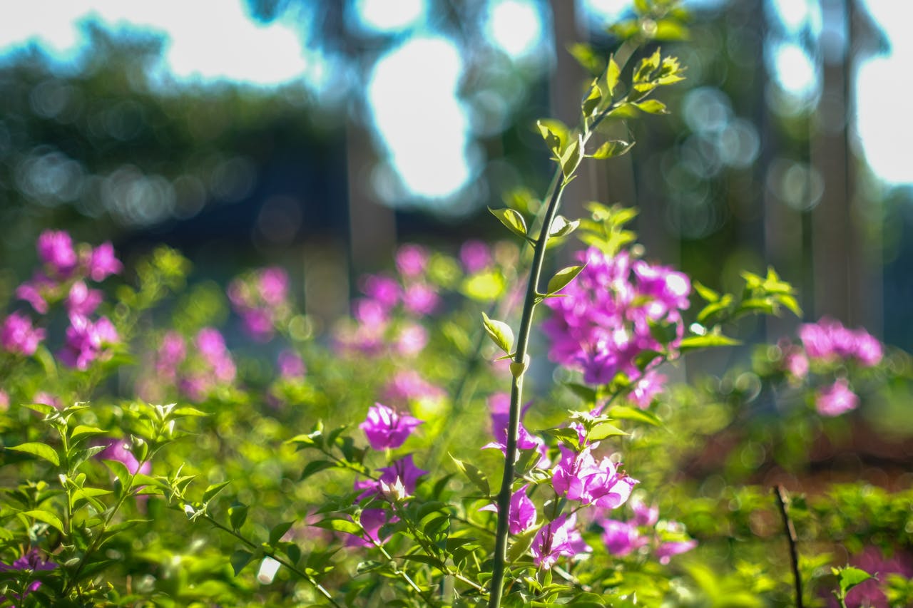 Cẩm nang du lịch Trà Sư