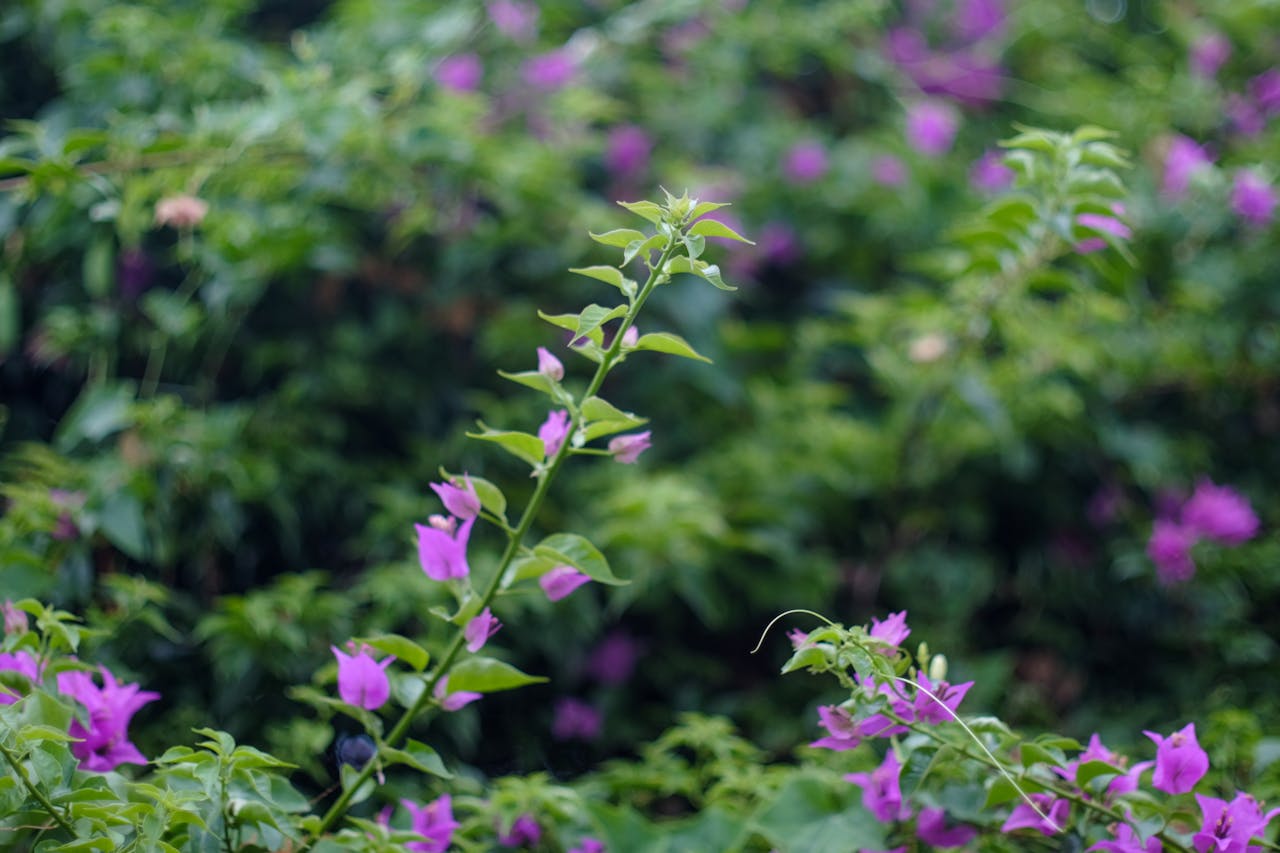 Con số 1/137 xuất hiện khắp nơi trong tự nhiên