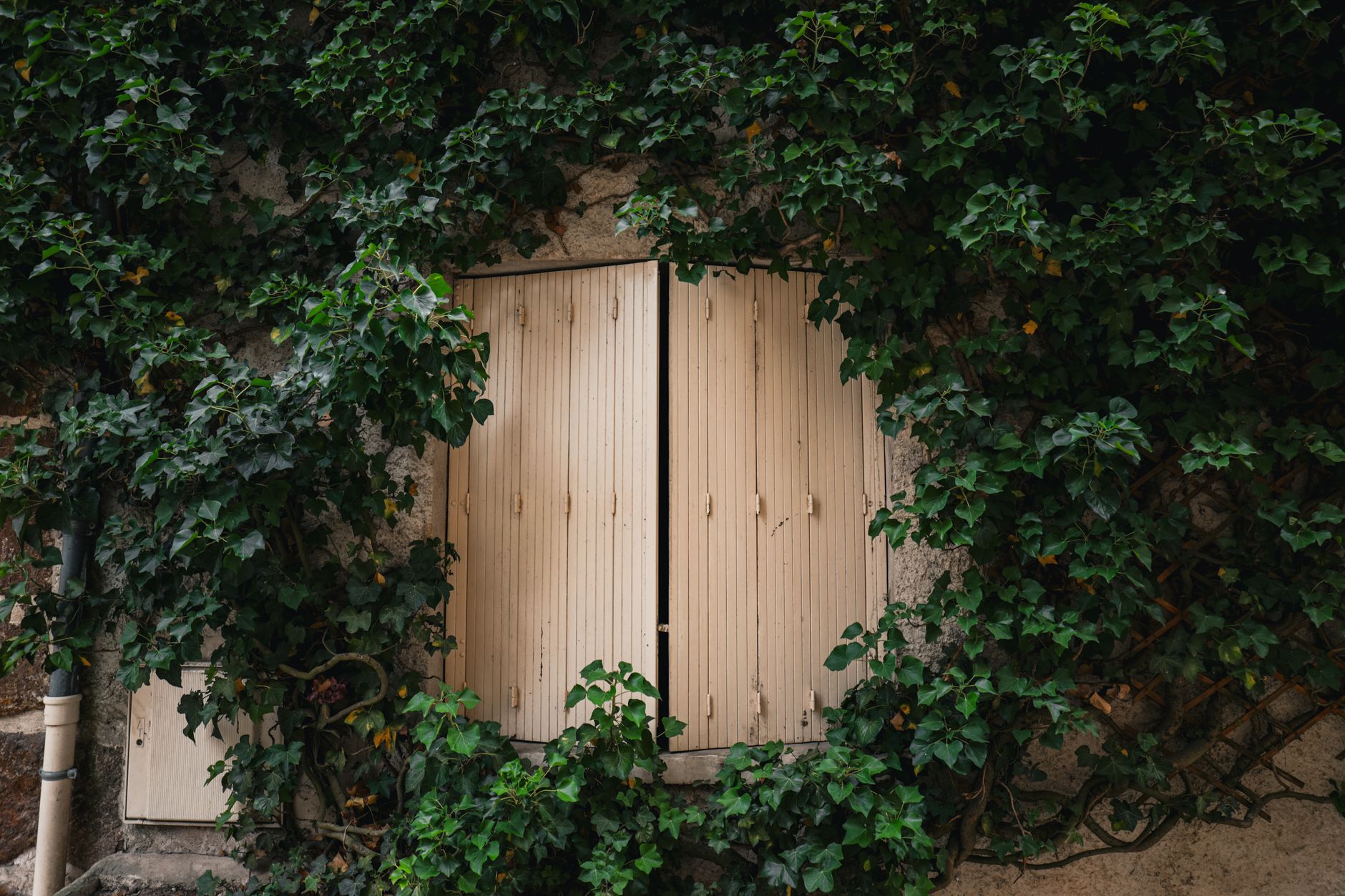 A quaint window with closed shutters surrounded by lush ivy, creating a cozy natural frame.