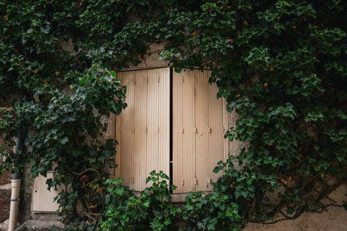 Free A quaint window with closed shutters surrounded by lush ivy, creating a cozy natural frame. Stock Photo