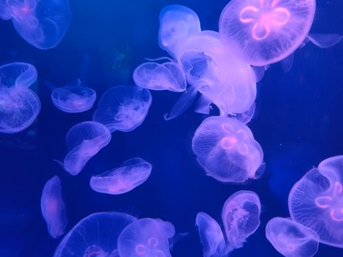 Free A group of glowing moon jellyfish elegantly drifting in a blue-lit aquarium. Stock Photo