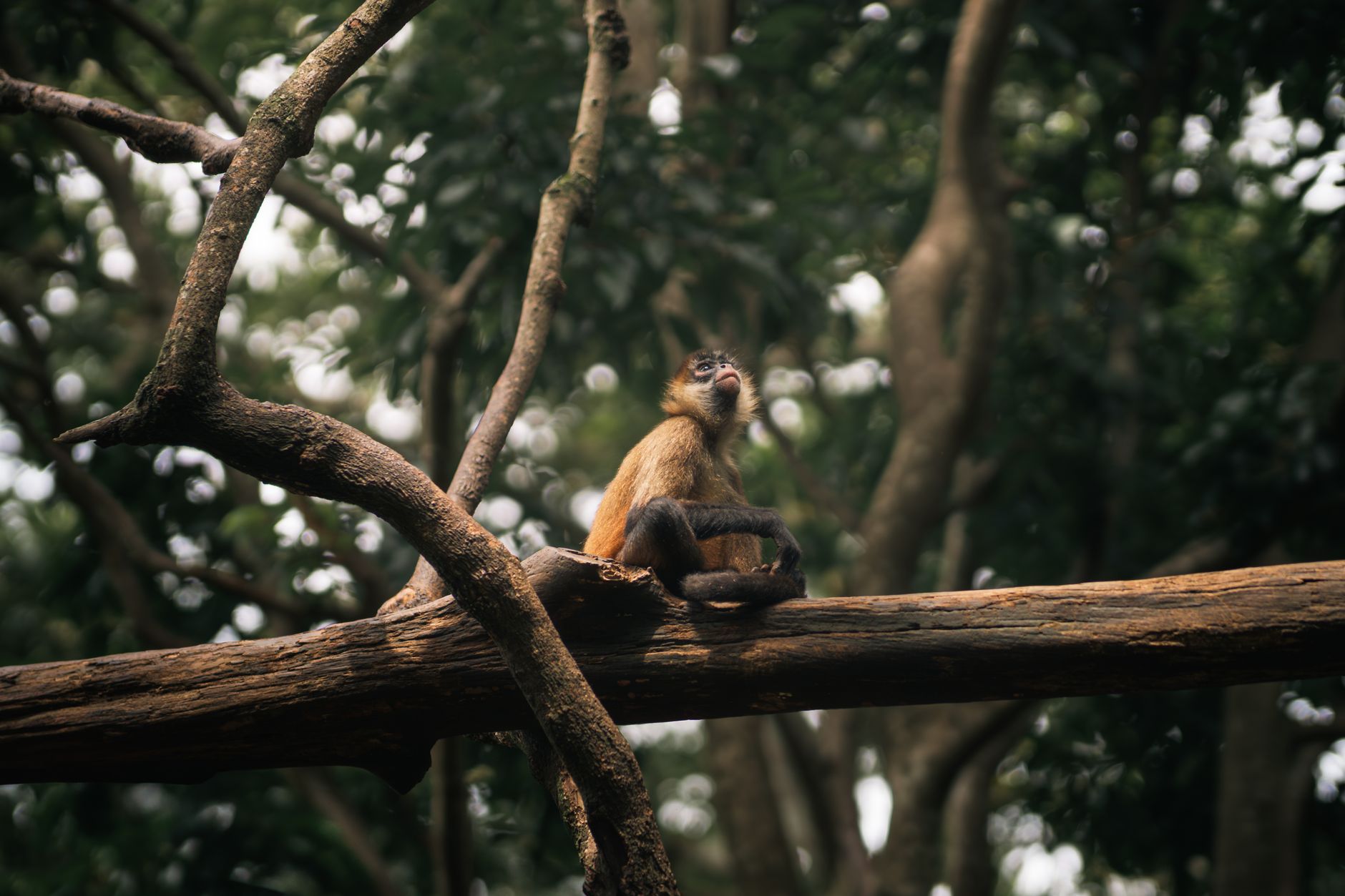 Tourists participating in a wildlife conservation project in Costa Rica