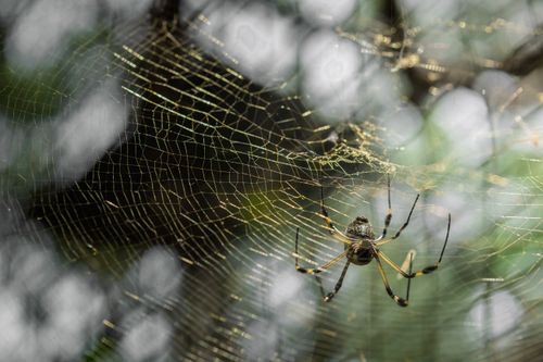 Free Close-up of a golden orb weaver spider on its web in Costa Rica's lush jungle. Stock Photo