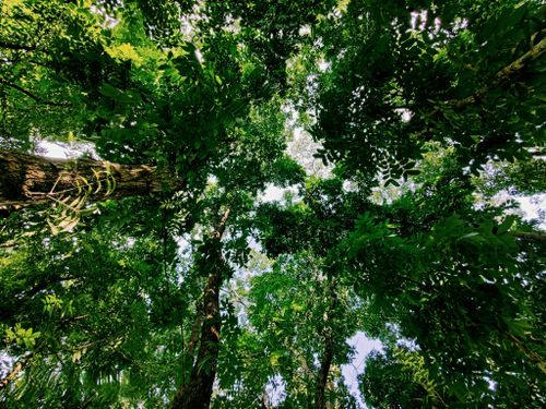 Free Stunning view of a forest canopy filled with lush, green foliage in daylight. Stock Photo