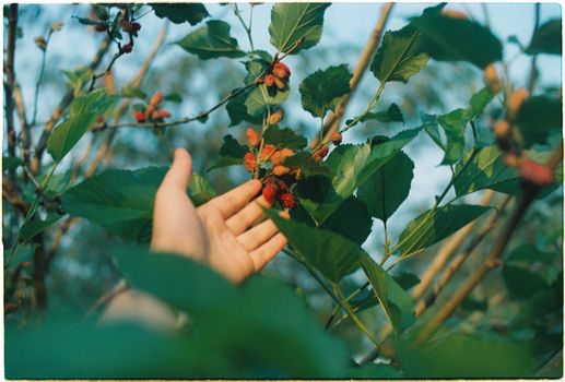 A close-up of a hand reaching for ripe mulberries on a tree in a lush garden during day.