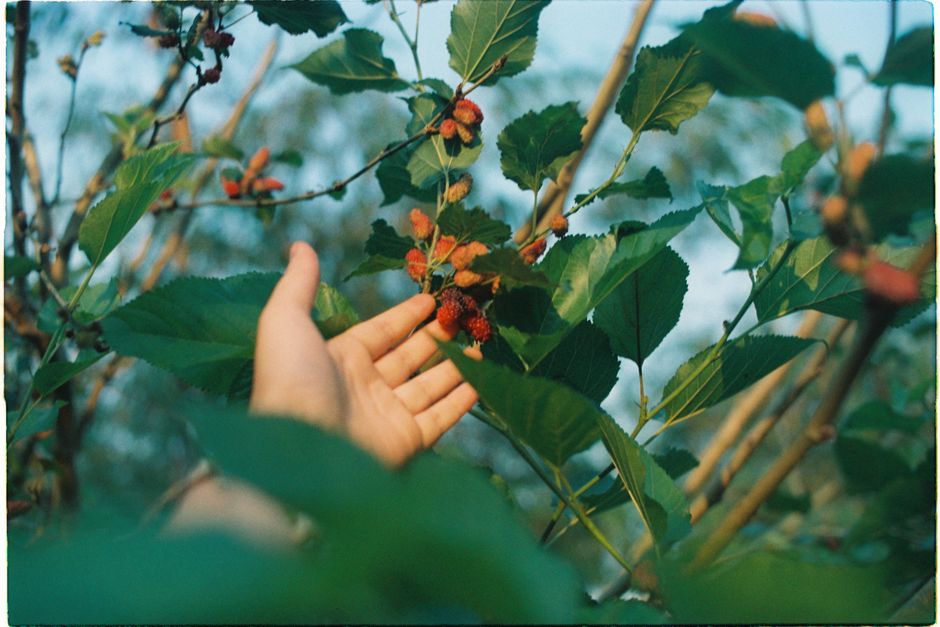 Hand reaching for ripe mulberries on a tree branch — mulberry tree care in Surrey BC