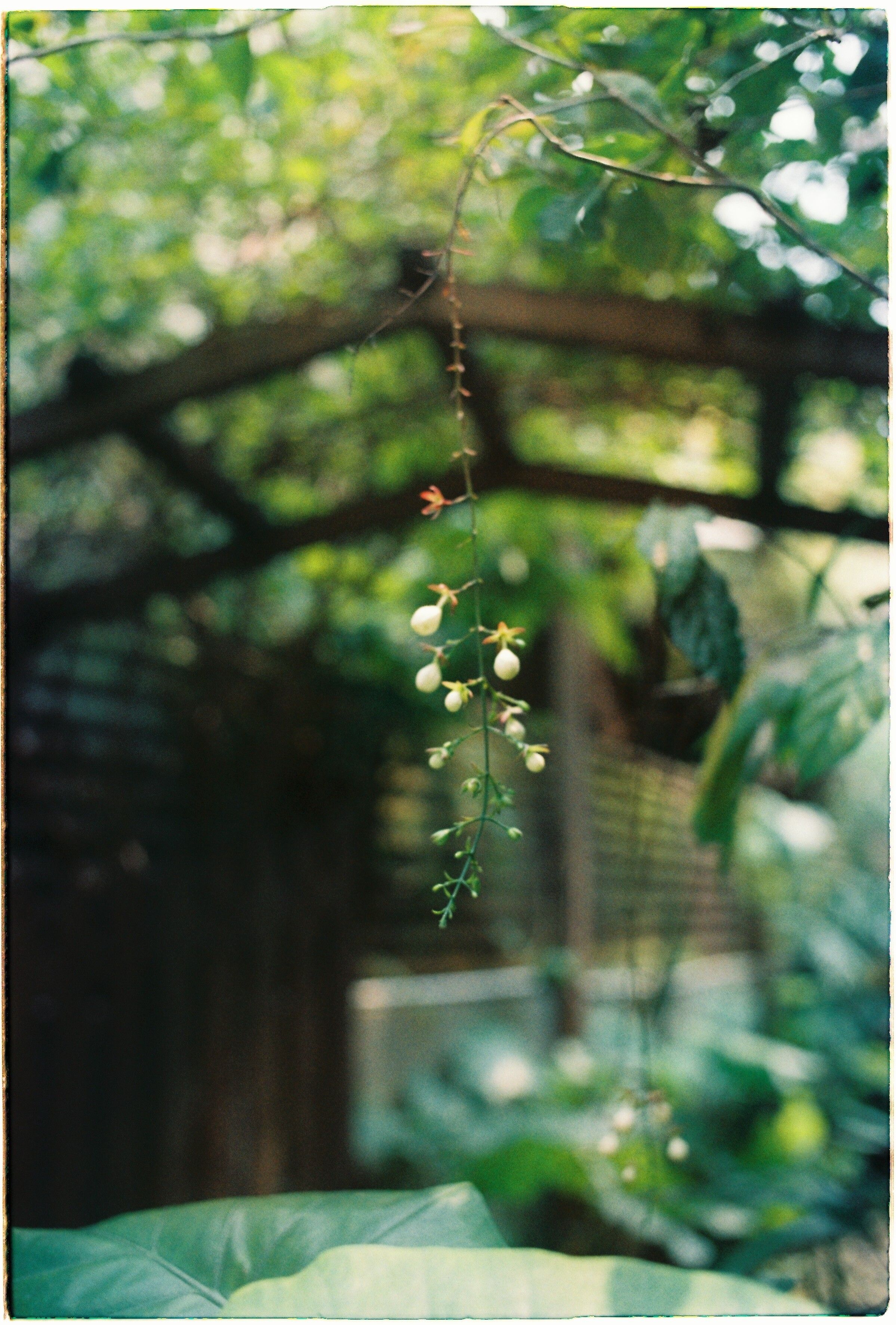 Serene image of hanging flowers in a lush garden setting.