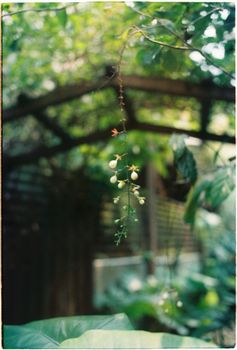 郁郁葱葱的花园中悬挂鲜花的宁静图像。