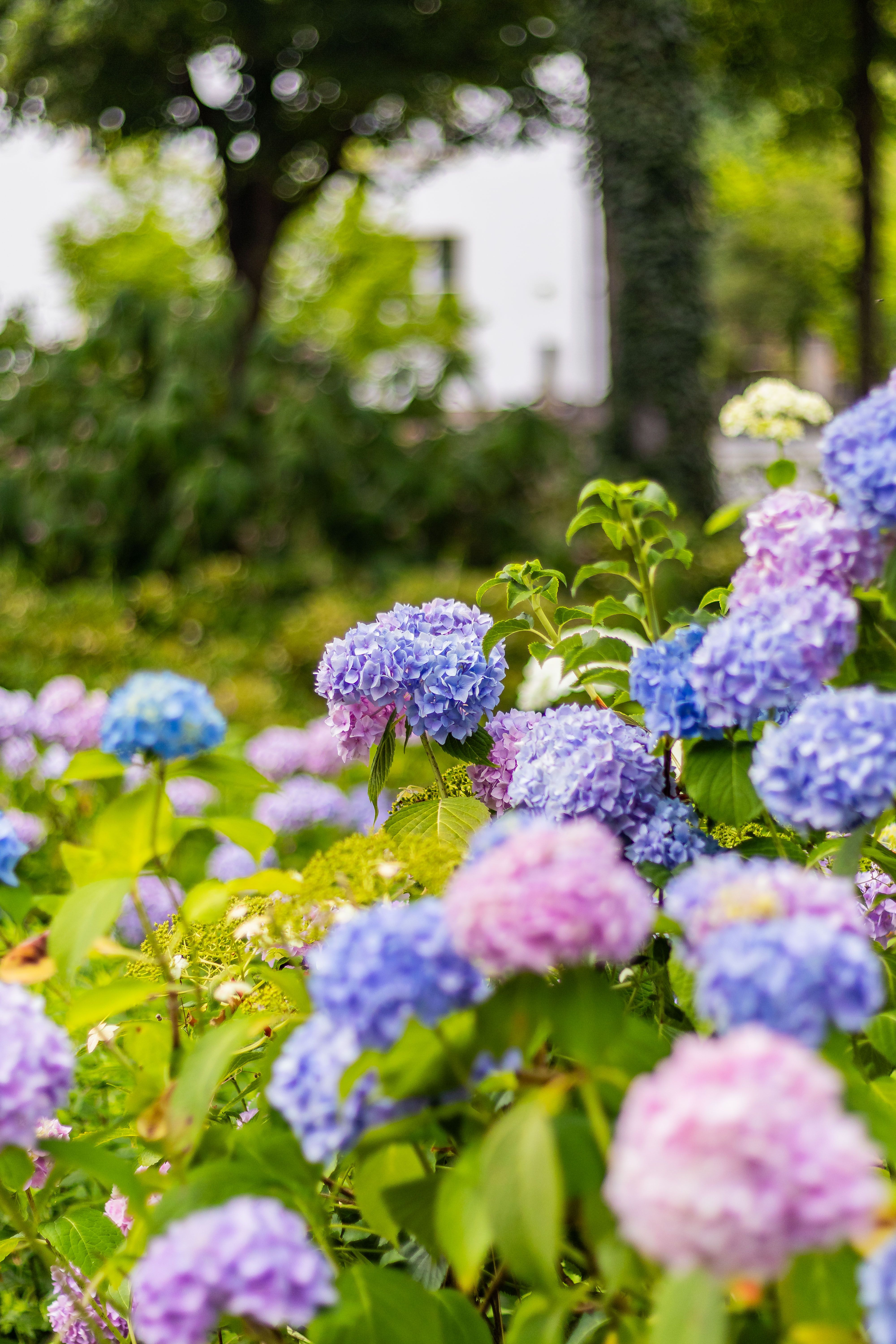 Colorful Hydrangeas Blooming in Lush Garden · Free Stock Photo