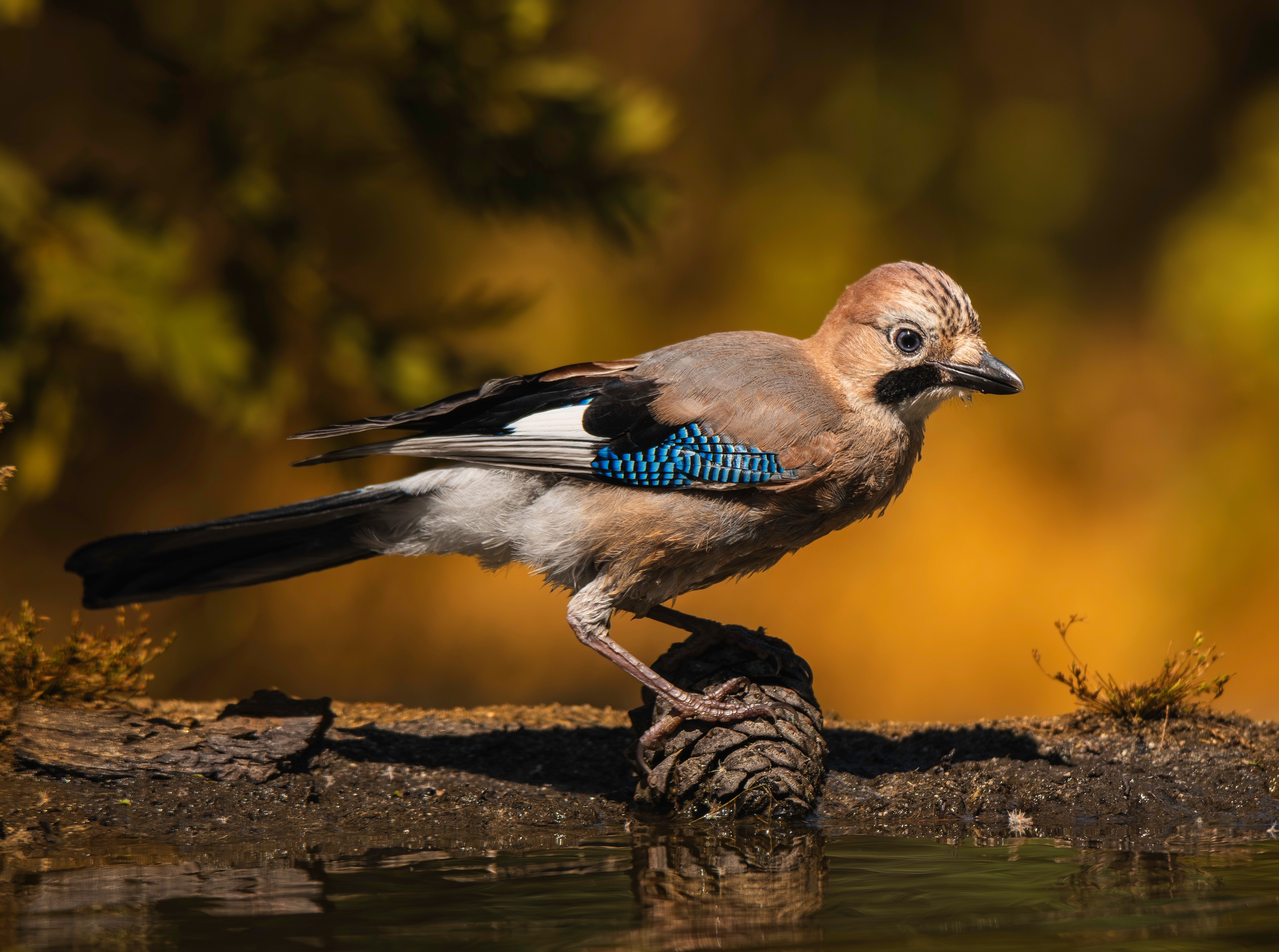 Eurasian Jay perched on a pine cone by a reflective water surface with warm autumn colors in the background.