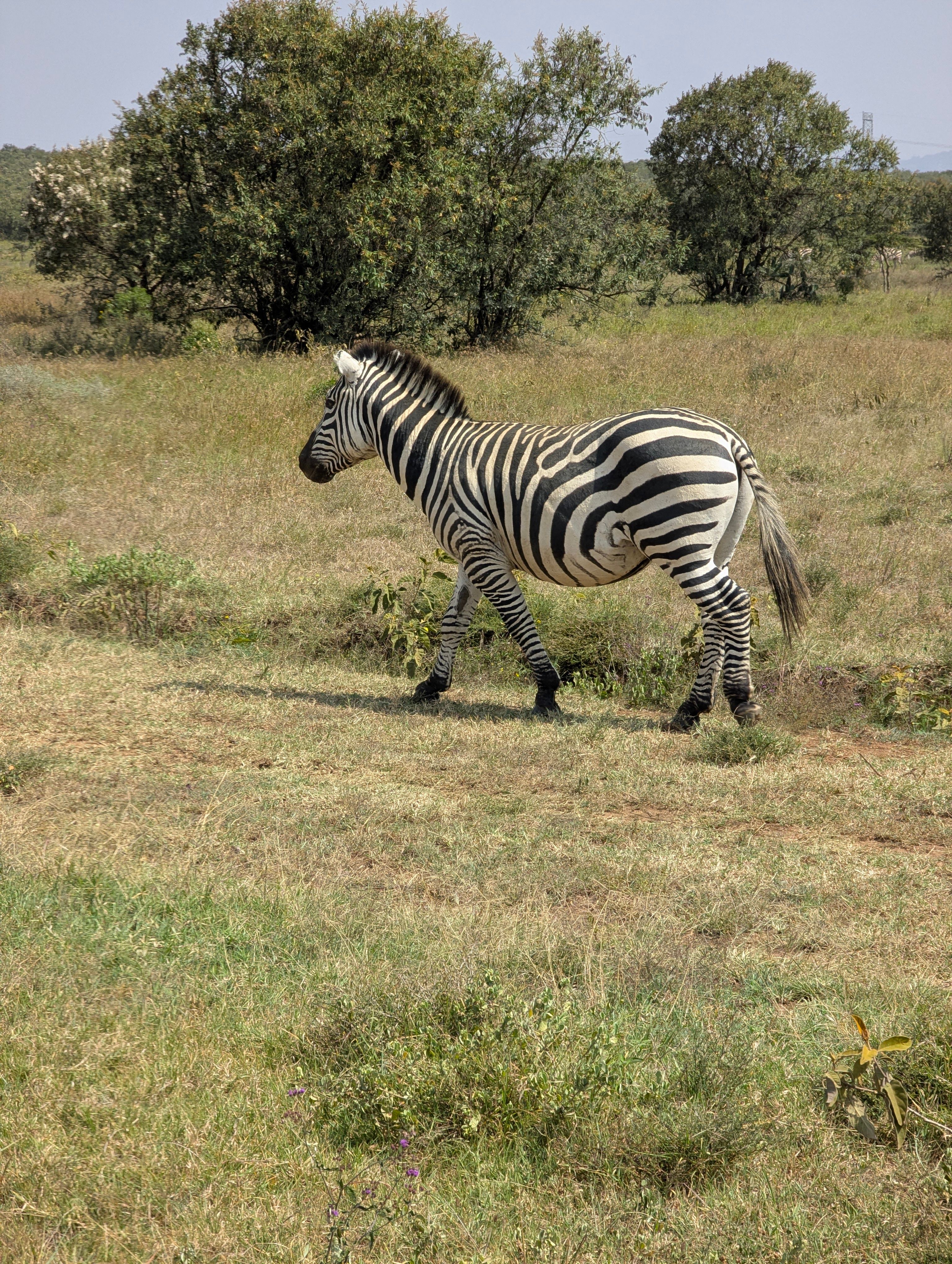 A zebra walks gracefully across the African savannah, showcasing its striking black and white stripes.