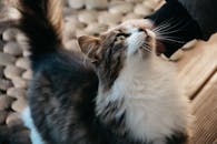 一只毛茸茸的燕尾服猫享受着温柔的抚摸，特写镜头捕捉了这一画面