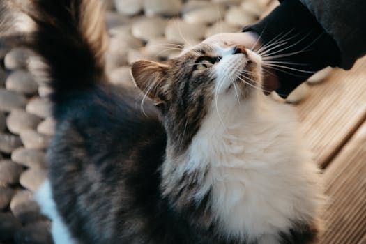 一只毛茸茸的燕尾服猫享受着温柔的抚摸，特写镜头捕捉了这一画面