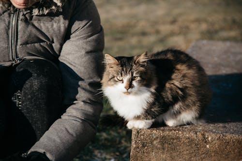 Persona En Chaqueta Negra Y Gato Gris Y Blanco Sentado En El Tronco De Un árbol Marrón