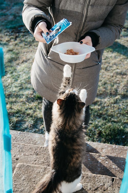 Schwarzweiss Zweifarbige Katze