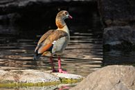 Majestic Egyptian Goose stands on a rock, reflecting in the tranquil lake waters.